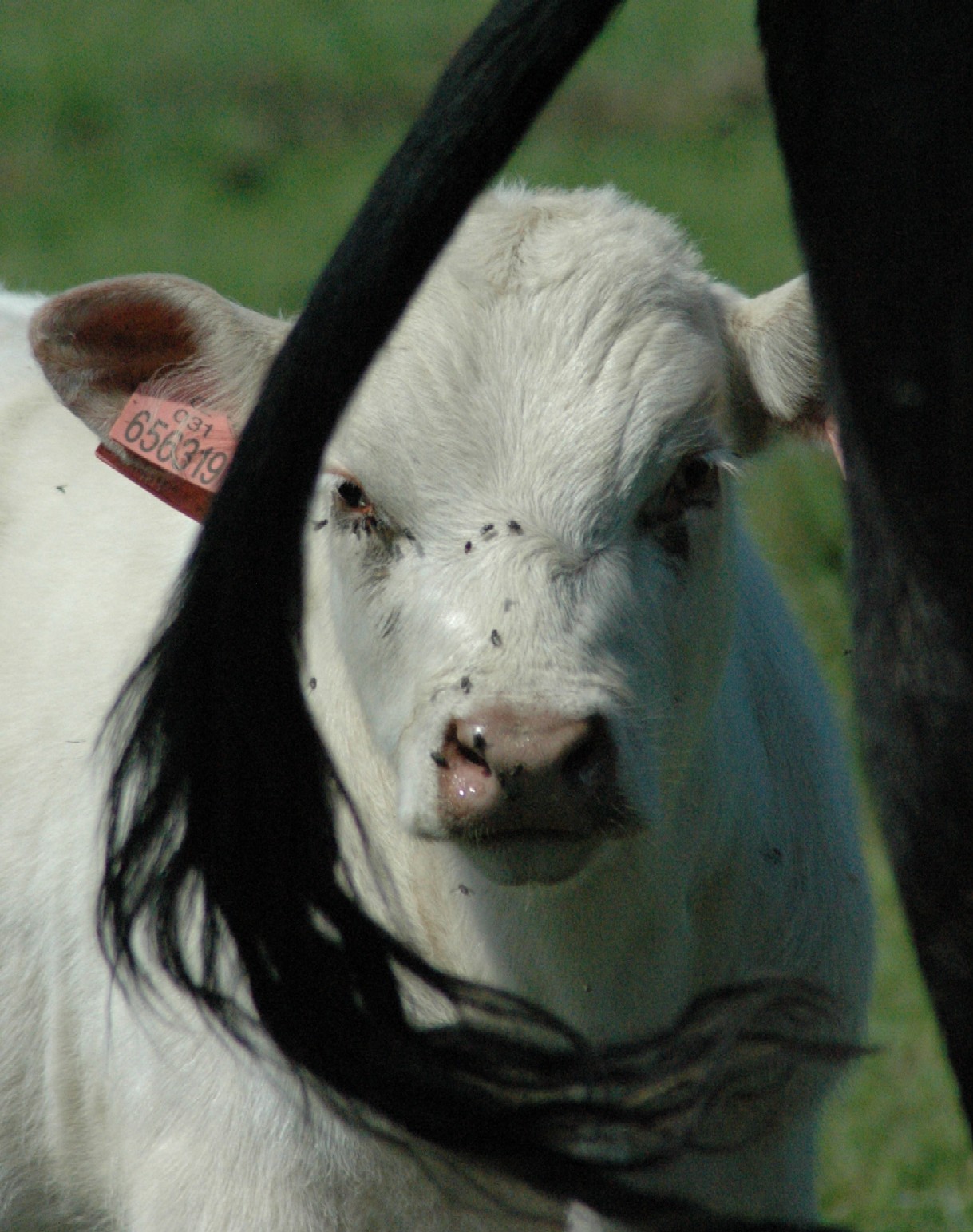 DSC_1487.JPG