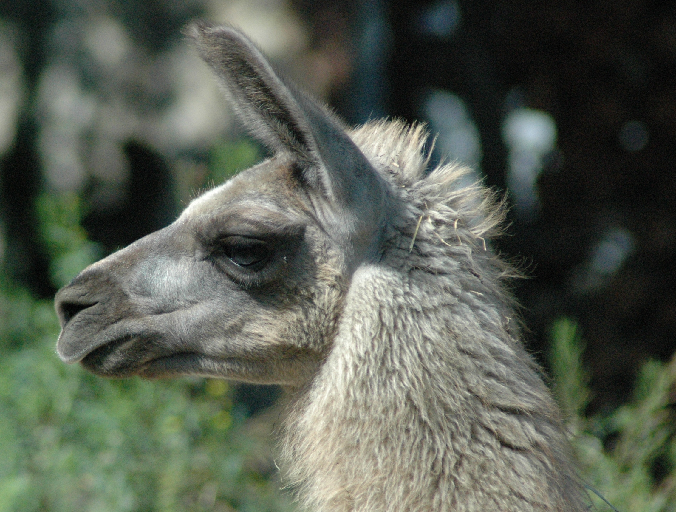 DSC_2572.JPG